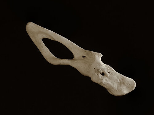 Bones 011 de Graeme Williams, Fotografía a la venta en Singulart