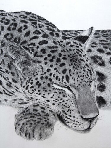 Silent Grace di Indika Wijewardana, Disegno in vendita su Singulart