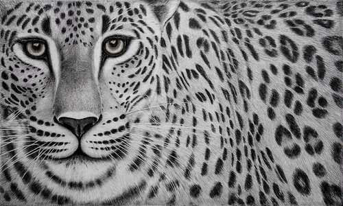 " Steady " di Indika Wijewardana, Disegno in vendita su Singulart