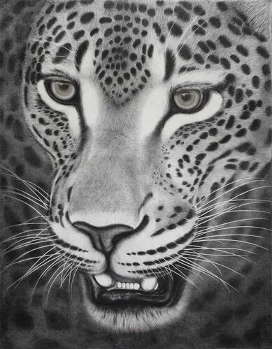 " Wild Warrior " - The largest leopard pencil drawing on canvas in the world. di Indika Wijewardana, Disegno in vendita su Singulart