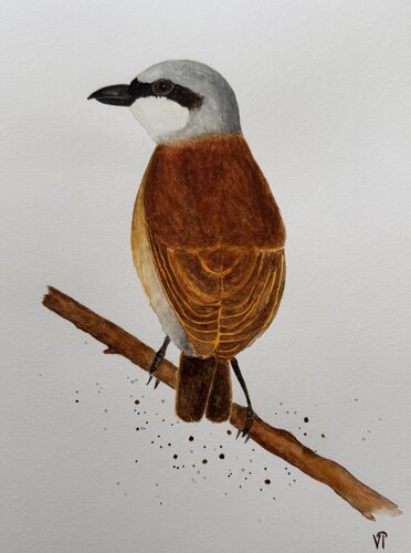 Red-backed Shrike di Lina Ifeacho, Opera su carta in vendita su Singulart