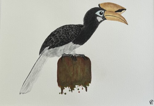 Oriental Pied Hornbill von Lina Ifeacho, Malerei kaufen auf Singulart