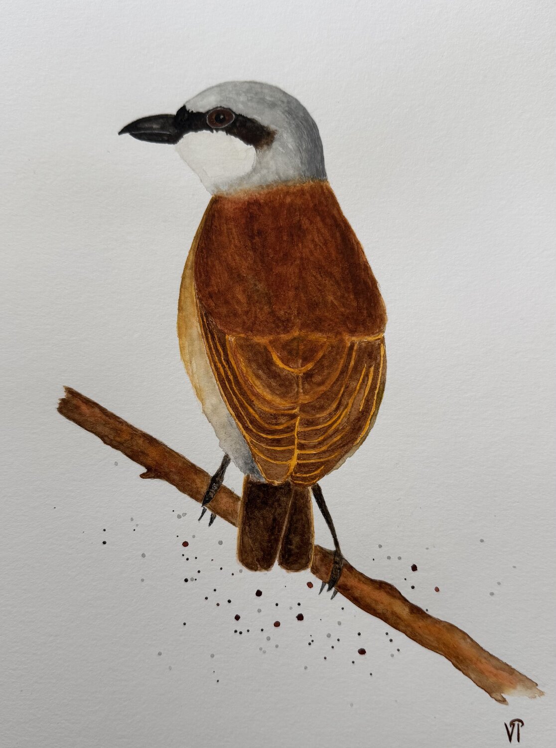Red-backed Shrike Lina Ifeacho