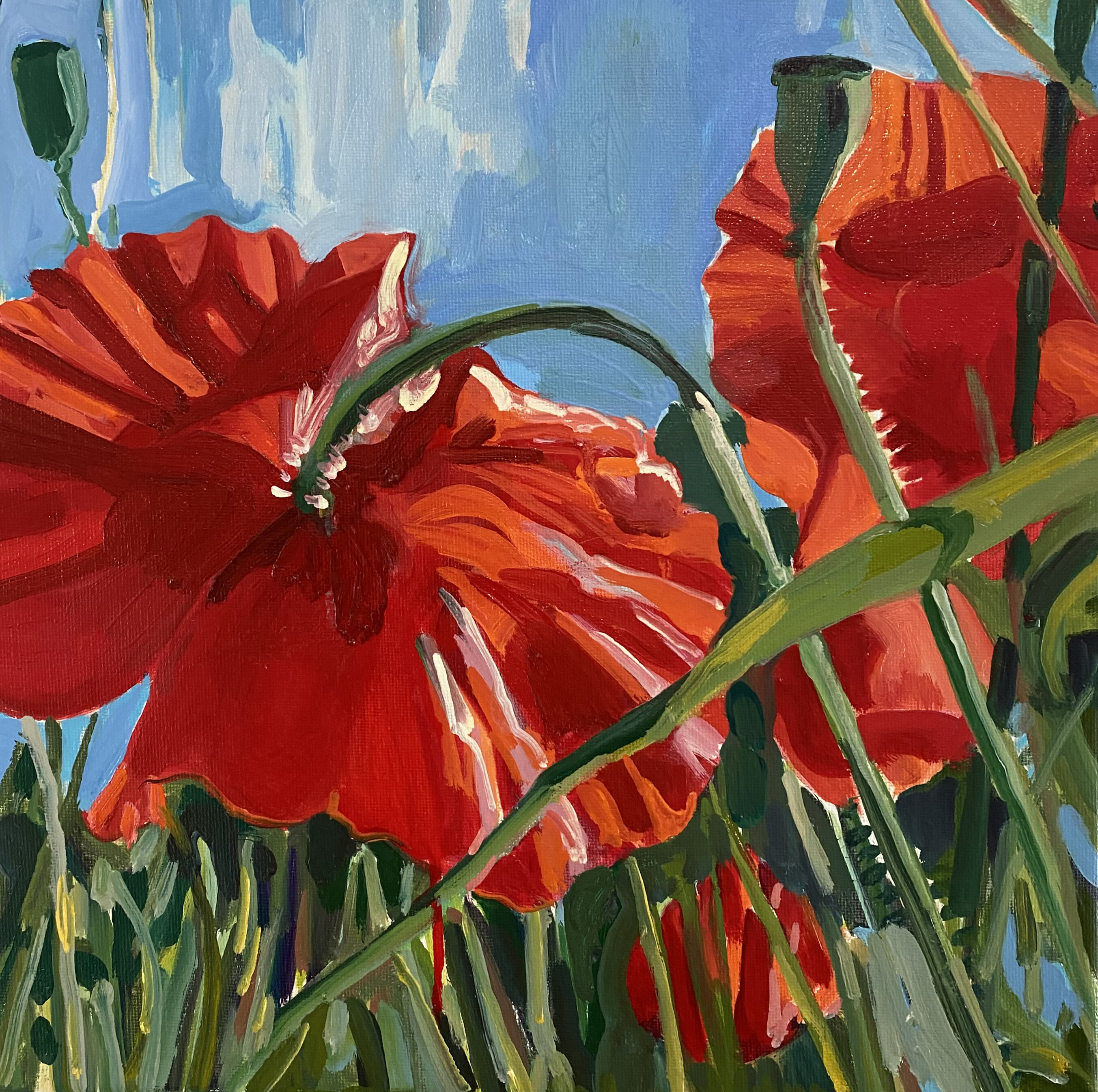 Rêves de Coquelicot