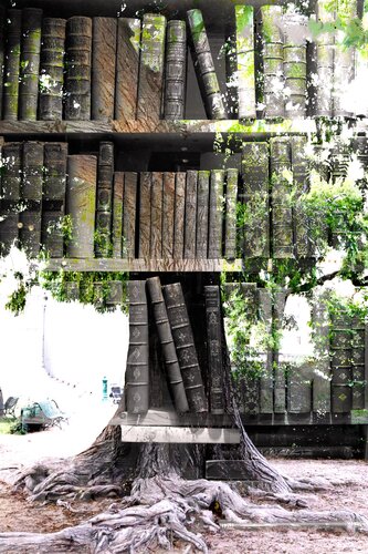 .A library in nature by irit rotrubin, 사진 for Sale on Singulart