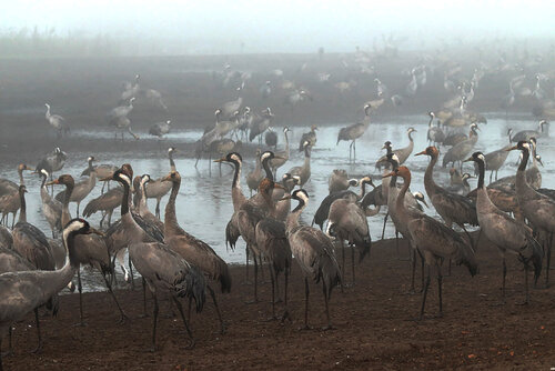 Cranes wake up in the lake by irit rotrubin, 사진 for Sale on Singulart
