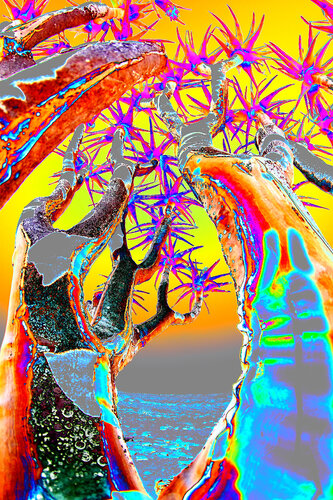 NAND2Art_5815 Aloes Dichotoma van Philippe Rivens, Fotografie te koop op Singulart