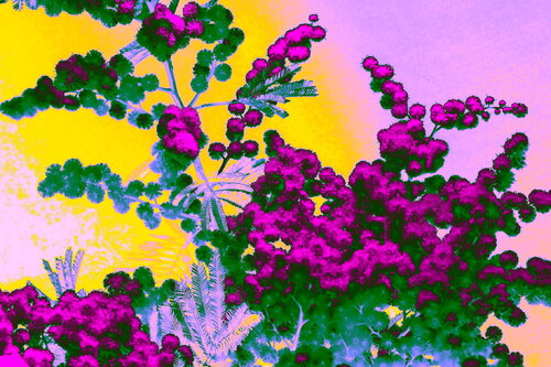 Mimosa-JR van Philippe Rivens, Fotografie te koop op Singulart