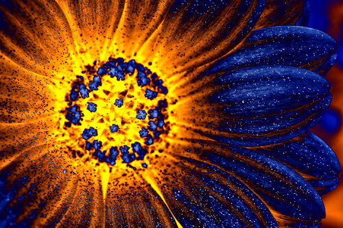 Soleil von Philippe Rivens, Fotografie kaufen auf Singulart