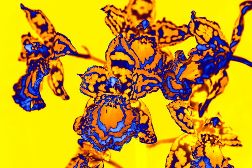 1511 von Philippe Rivens, Fotografie kaufen auf Singulart