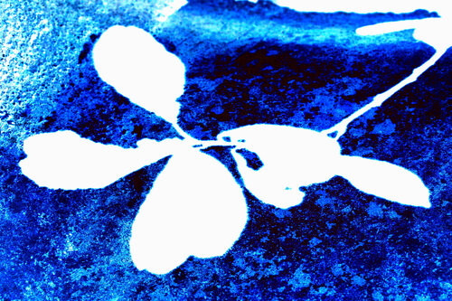 NAND2Art_4385 Digital cyanotype by Philippe Rivens, Photography for Sale on Singulart