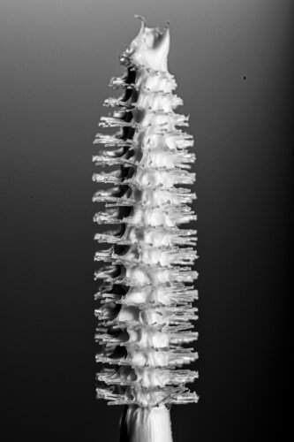 Brush 01 di Lilly Thomas, Fotografia in vendita su Singulart