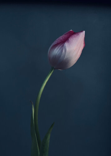 Authenticity  1 von Carlos Teixeira, Fotografie kaufen auf Singulart