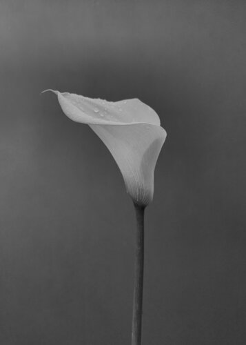 Absence 1 von Carlos Teixeira, Fotografie kaufen auf Singulart