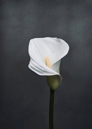 Peace 1 von Carlos Teixeira, Fotografie kaufen auf Singulart