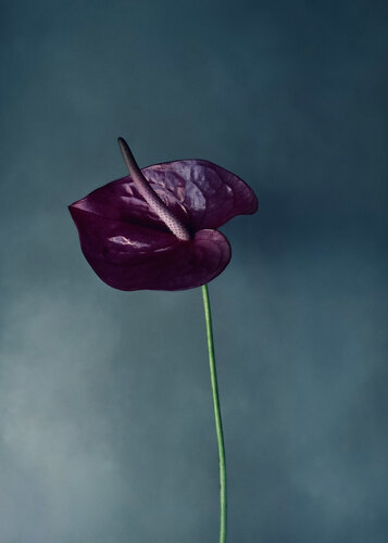Love von Carlos Teixeira, Fotografie kaufen auf Singulart