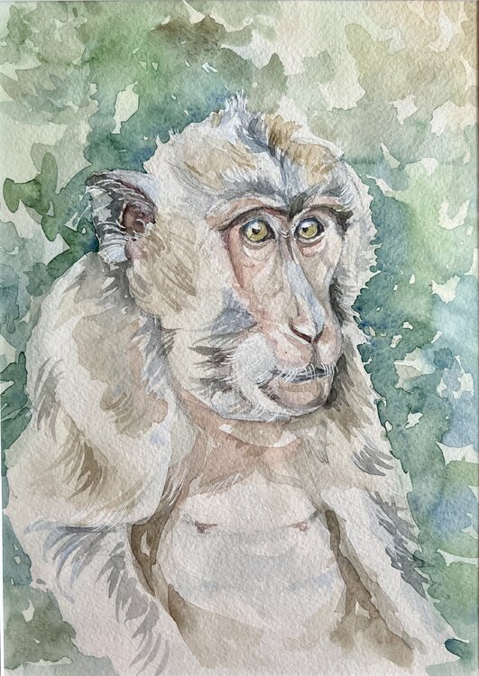 Monkey portrait Olena Horova