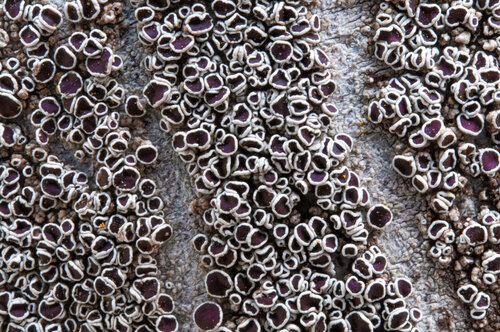 Clustered Form von Giovanni Casetti, Fotografie kaufen auf Singulart