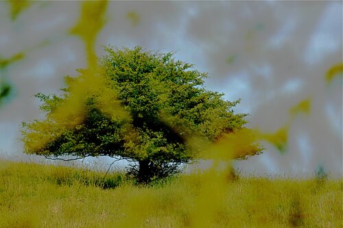 Der Baum I Kornelia Boje