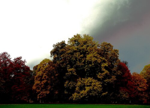 Die Blätterwiese by Kornelia Boje, Photography for Sale on Singulart
