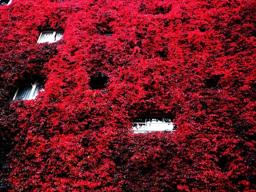 Rot, so rot ... by Kornelia Boje, Photography for Sale on Singulart