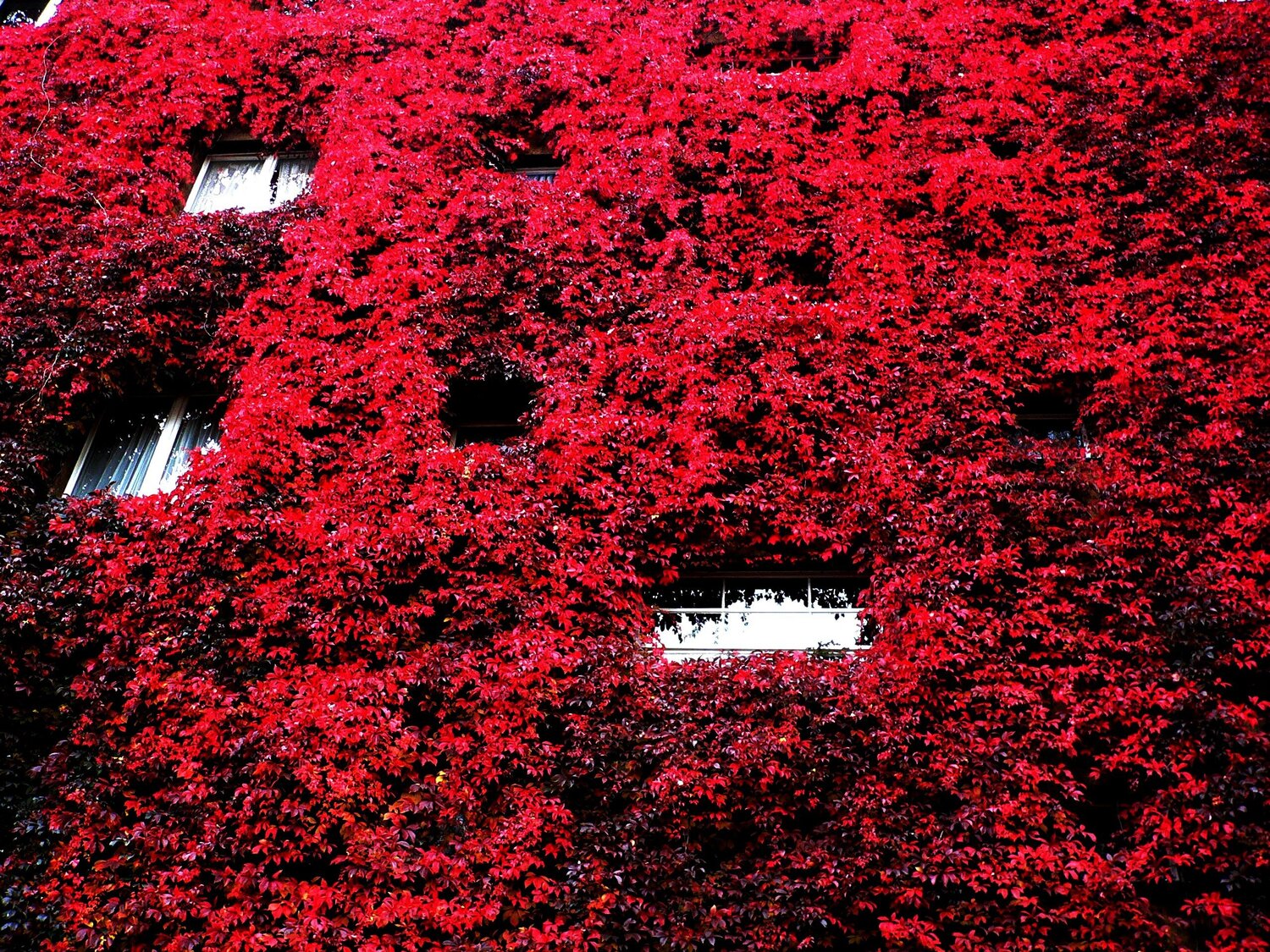 Rot, so rot ... Kornelia Boje Fotografia in vendita