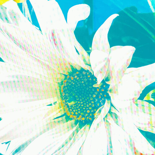 A SINGLE FLOWER susan levin