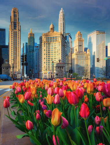 Chicago Spring with tulips blooming in the middle of Magnificent Mile by Lev Kaytsner, Photography for Sale on Singulart