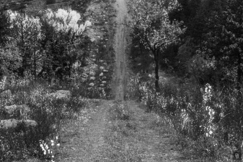 9 — Hidden Forest de paolo aizza, Digital a la venta en Singulart
