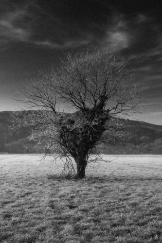 10 — Lonely Tree de paolo aizza, Digital a la venta en Singulart