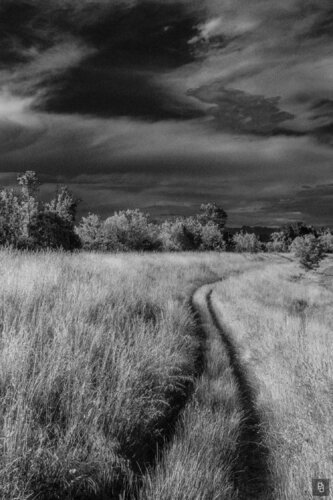 14 — Field of Wind de paolo aizza, Digital a la venta en Singulart