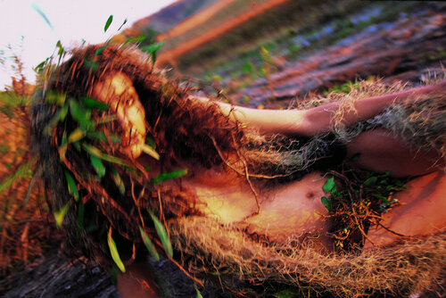 Foliage In Motion Marcus Luconi