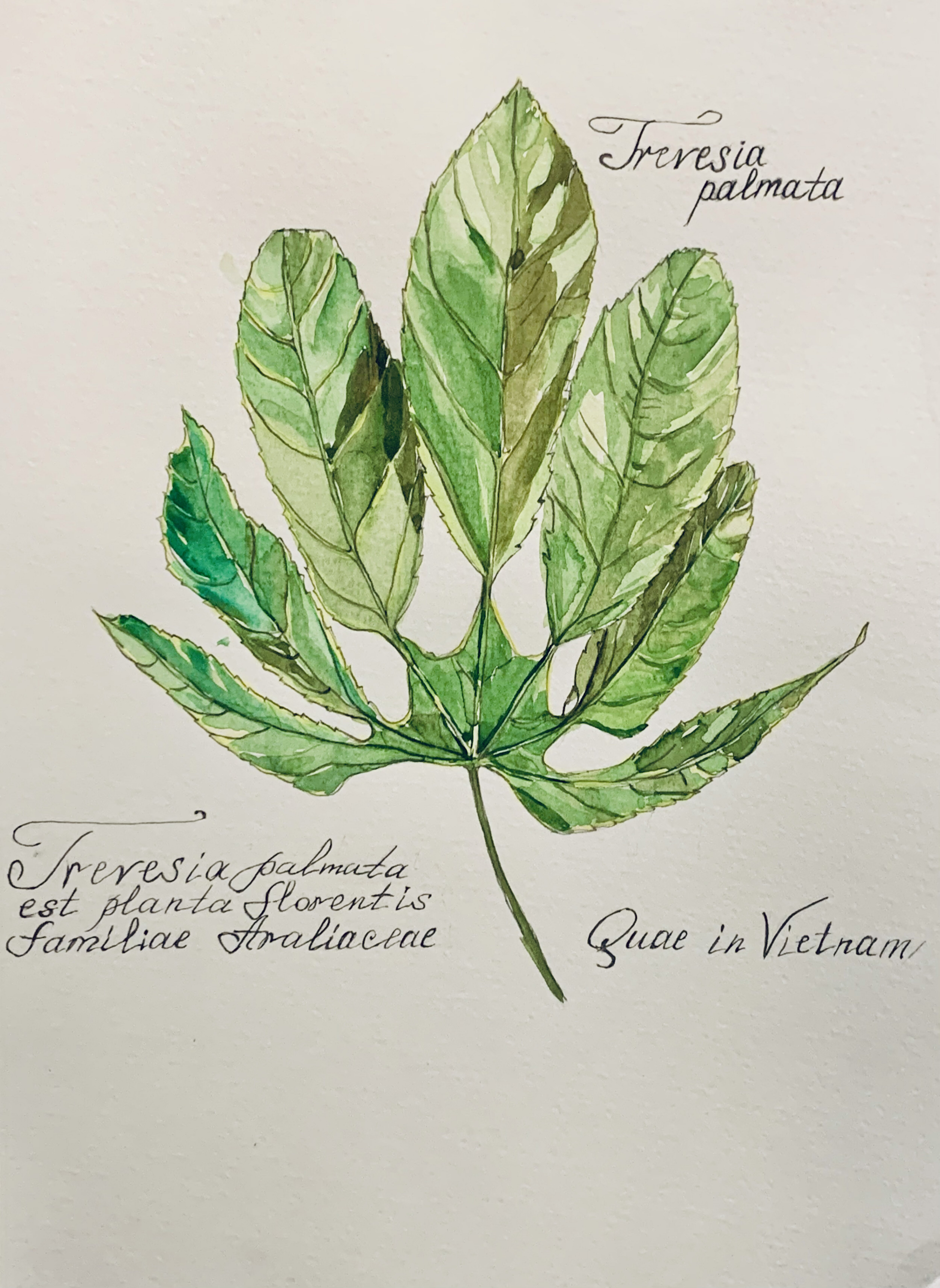 Maravillas botánicas: delicados estudios de la flora