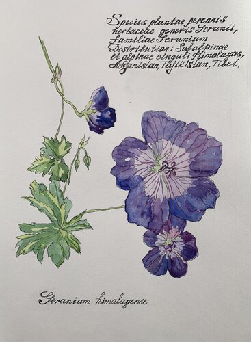 Flowers of Heranium himalayense by Fatima Erkenova, 油畫 for Sale on Singulart