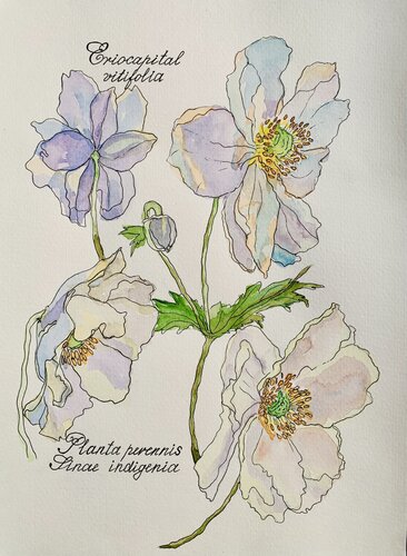 Flowers of Eriocapital vitiforia by Fatima Erkenova, Painting for Sale on Singulart