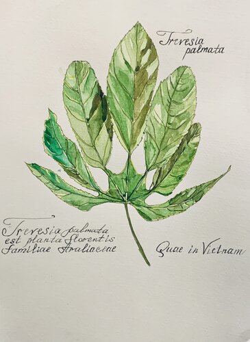 Trevesia palmata von Fatima Erkenova, Malerei kaufen auf Singulart