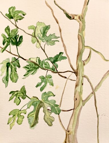 London’s fig whisper – watercolor botanical art von Fatima Erkenova, Malerei kaufen auf Singulart