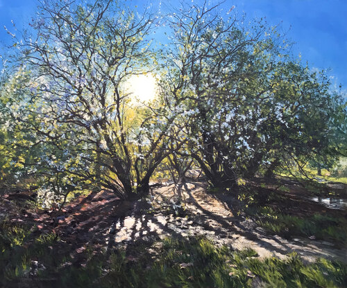 Spring Hawthorn Blossom in afternoon light. Clapham Common. London by Mark McLaughlin, 회화 for Sale on Singulart