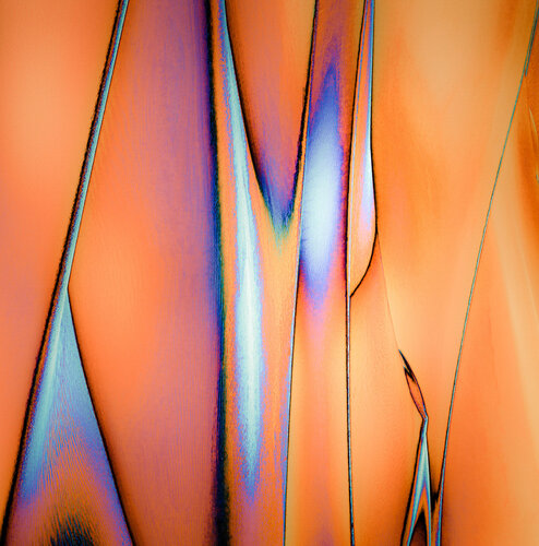 Birds' Chatting van Marek Boguszak, Fotografie te koop op Singulart