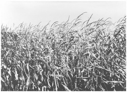 untitled von Danja Akulin, Zeichnungen kaufen auf Singulart