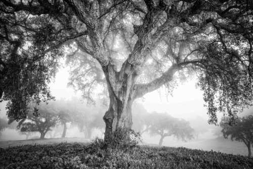 Sadness (150x100 cm) von Roberto Vamos, Fotografie kaufen auf Singulart