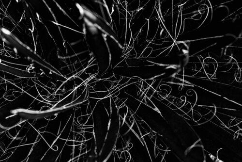 Scribbles von Roberto Vamos, Fotografie kaufen auf Singulart