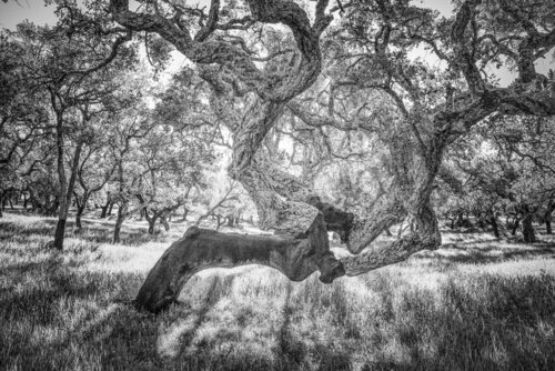 The Acrobat von Roberto Vamos, Fotografie kaufen auf Singulart