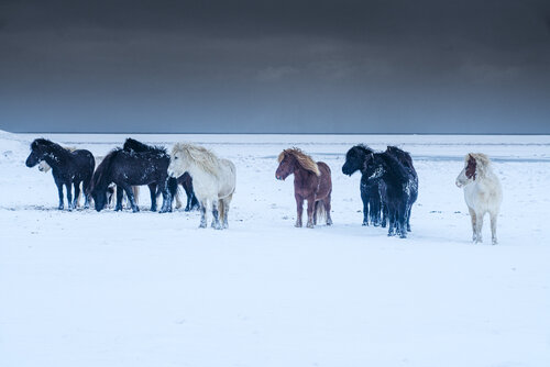 Iceland Horses (color) von Roberto Vamos, Fotografie kaufen auf Singulart