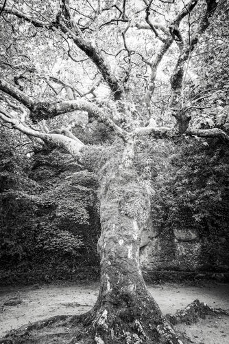 Tree #90 - Unframed von Roberto Vamos, Fotografie kaufen auf Singulart