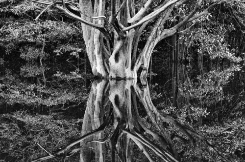 Floodforest von Roberto Vamos, Fotografie kaufen auf Singulart
