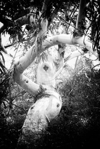 One-Eyed Eucalyptus von Roberto Vamos, Fotografie kaufen auf Singulart