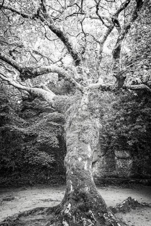 Tree #90 - Unframed Roberto Vamos