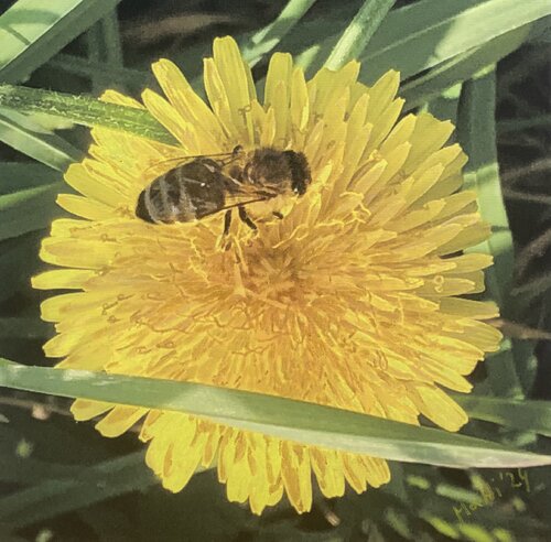 Biene by Marta Widowitz, 油畫 for Sale on Singulart