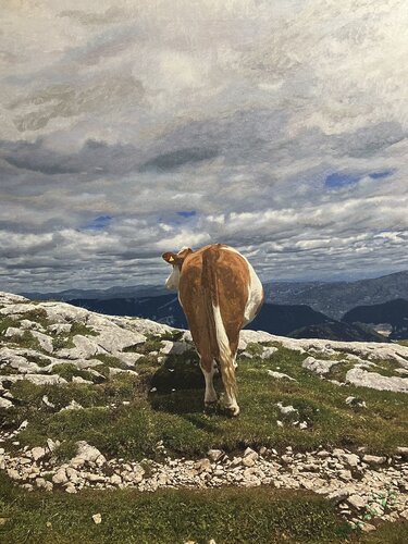 Kuhweide van Marta Widowitz, Schilderij te koop op Singulart